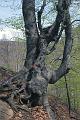 Tessiner Buchenwald (1)
